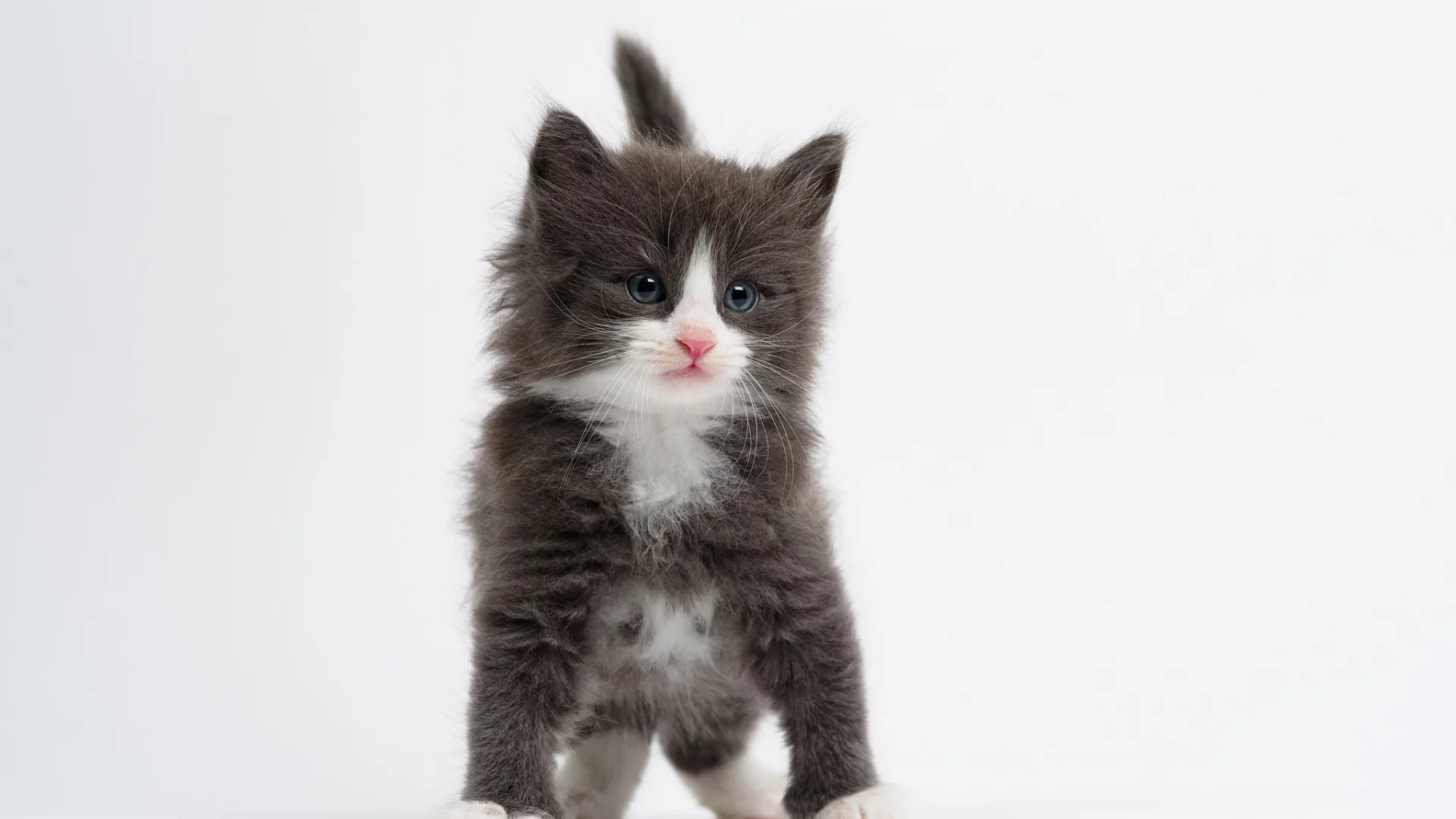 малыш, белый фон, котёнок