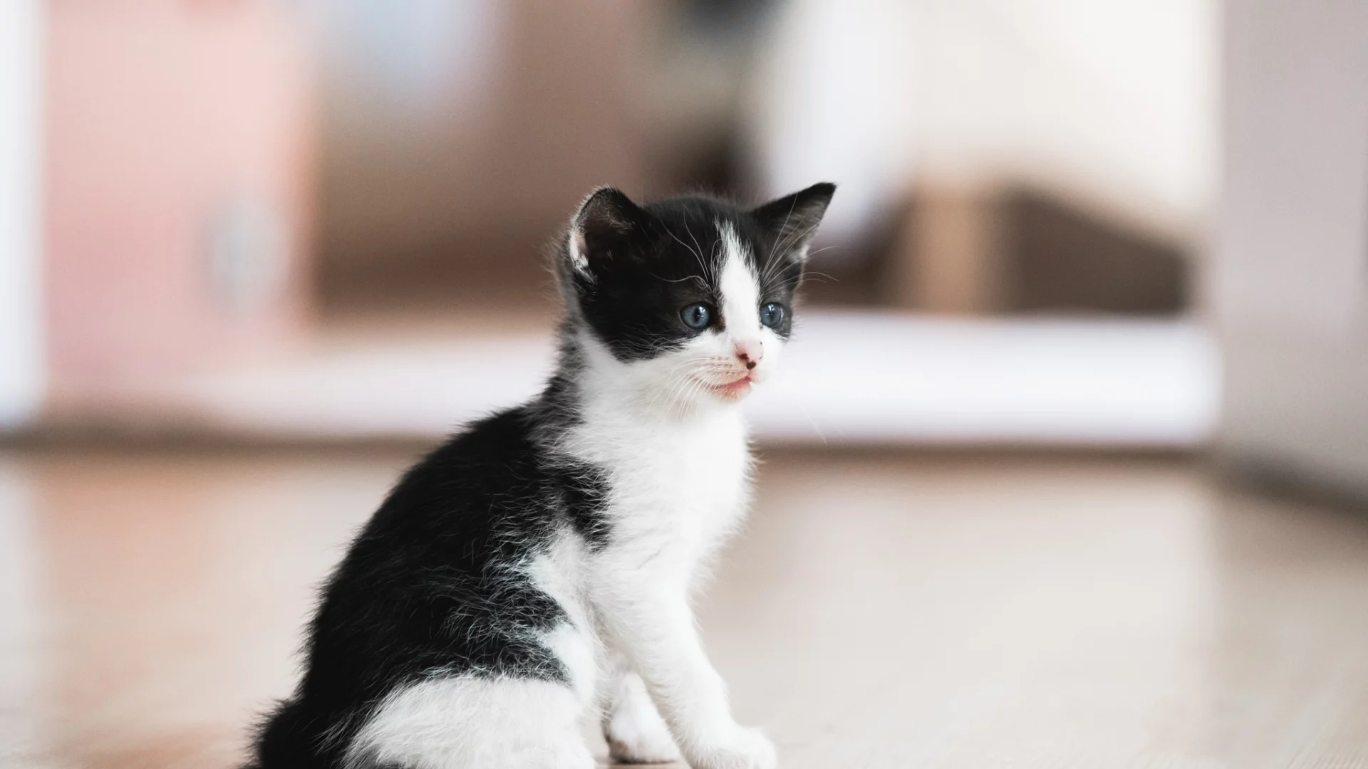 малыш, котёнок, боке