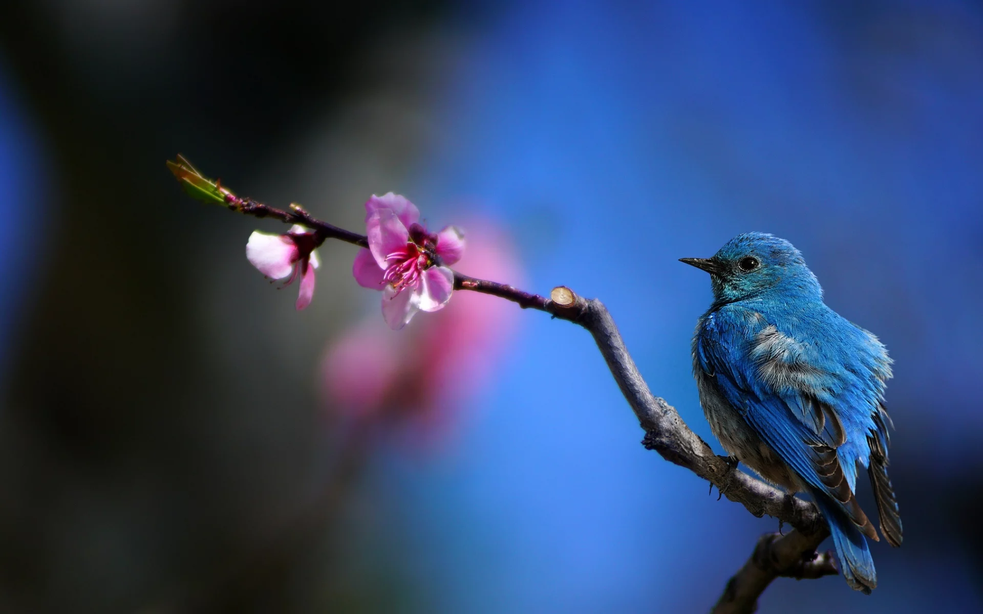 цветок, ветка, колибри, hummingbird