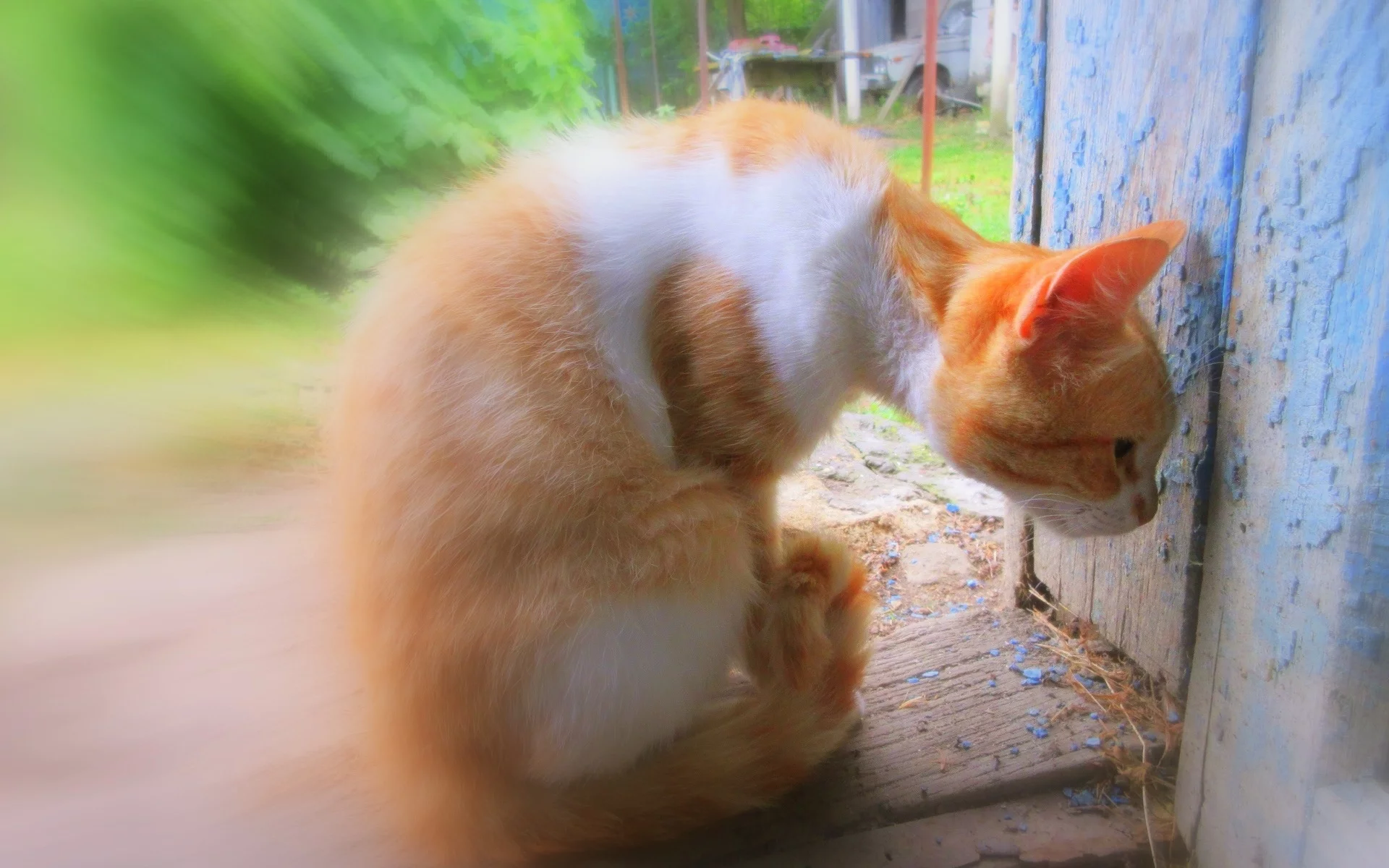 кот, рыжий