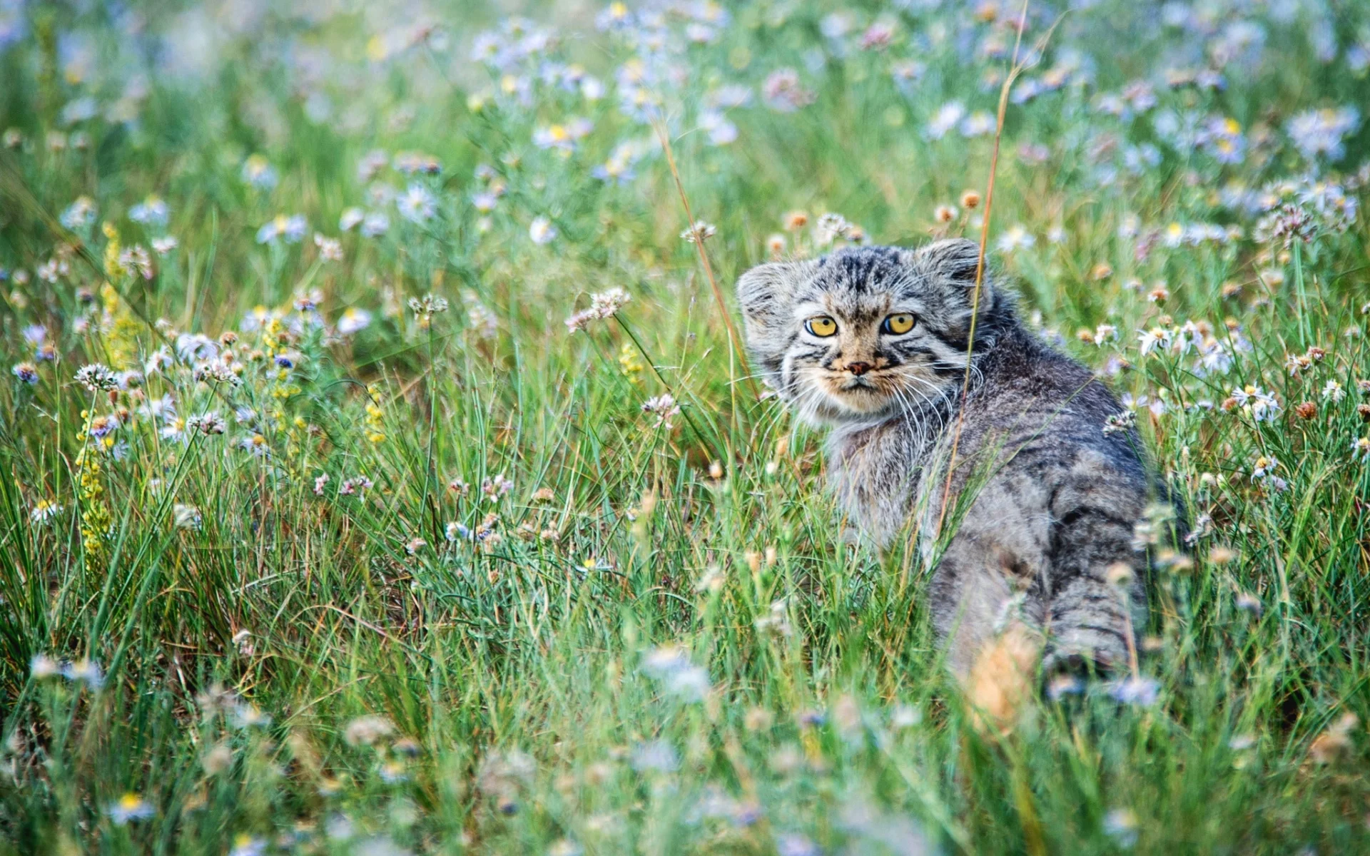 цветы, степь, маленький, луг, котёнок, манул