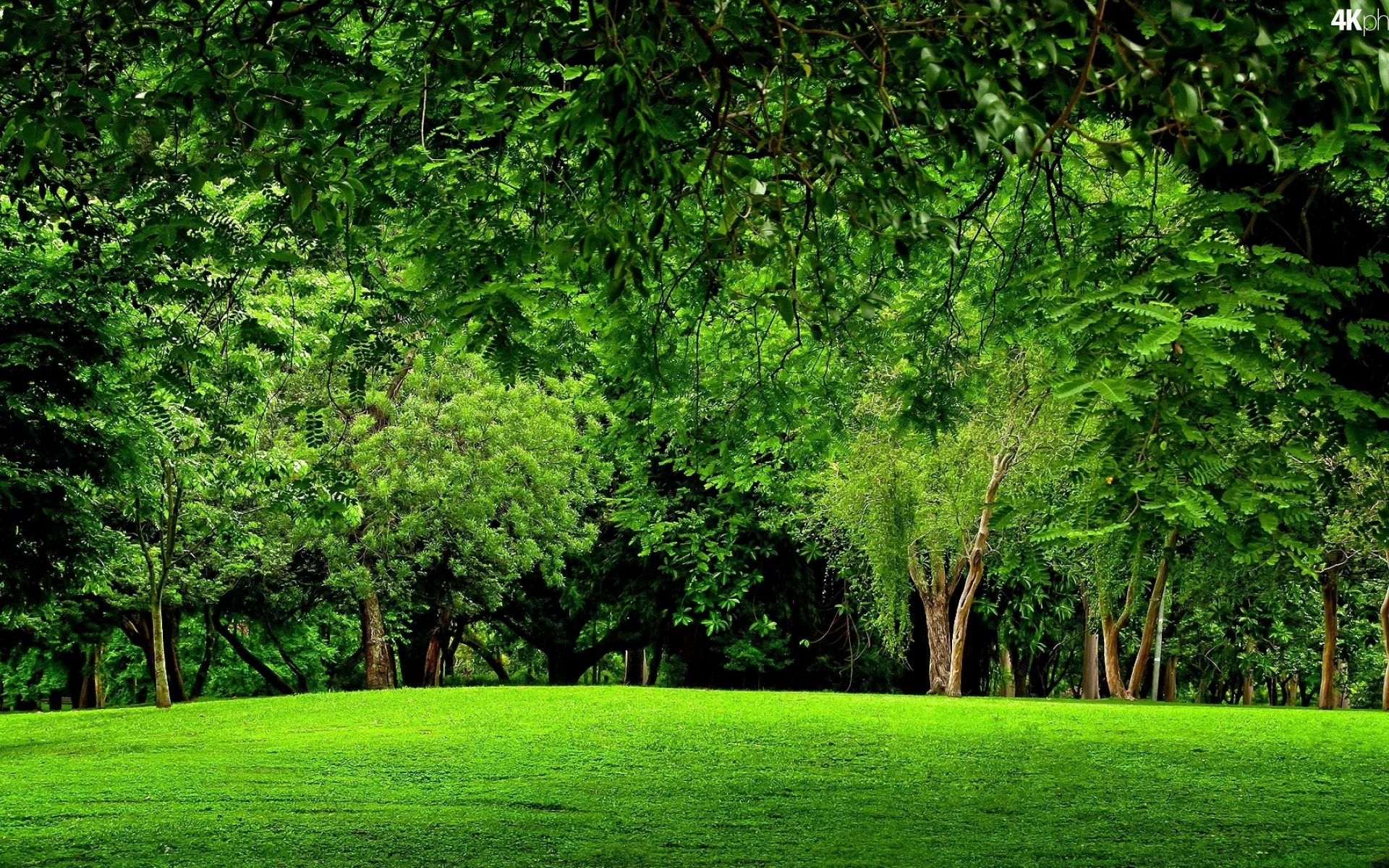 лес, trees, meadow, forest, path, moss, fallen, park, green, nature, landscapes, trees, forest, trail, woods, leaves, fence, sunrise, see, dark, summer, wide