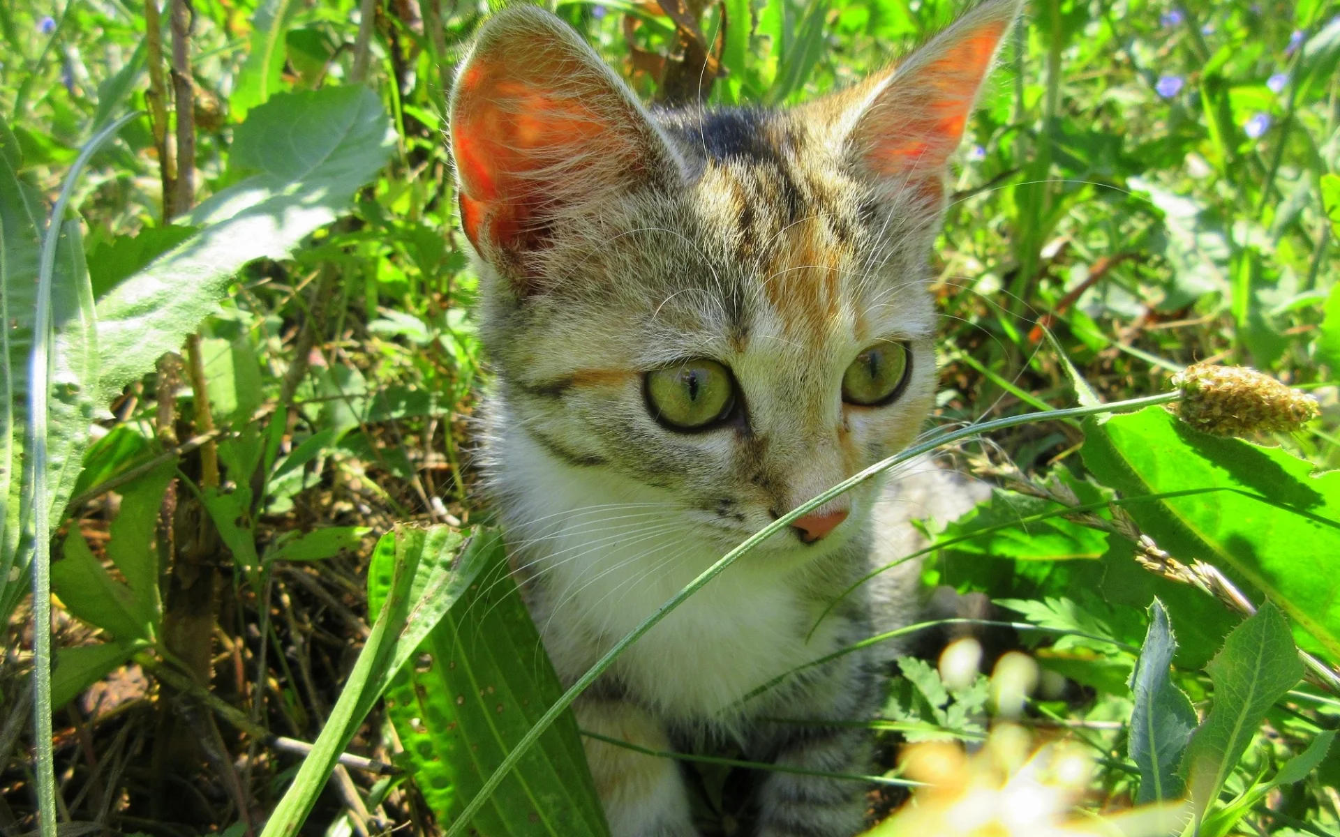 кошка, трава
