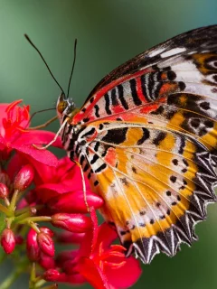 цветок, крылья, cethosia hypsea, мотылек, бабочка