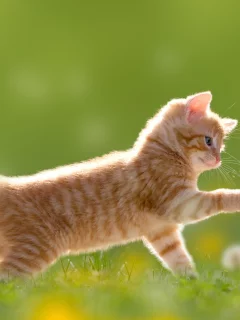 котенок, луг, одуванчики