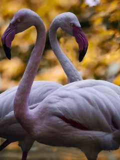птицы, природа, фламинго