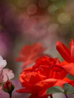 цветы, природа, фон