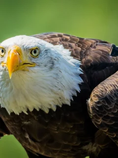 взгляд, хищник, клюв, белоголовый орлан, bald eagle