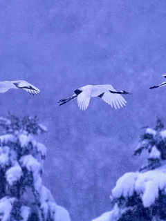 зима, снег, птицы