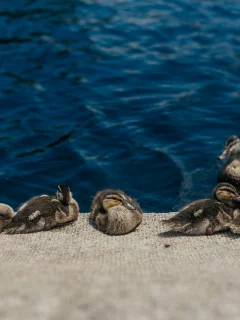 вода, утки, много