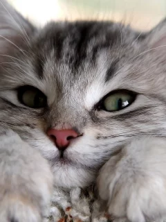 кошка, глаза, кот, взгляд, серый, лапы, уши, смотрит