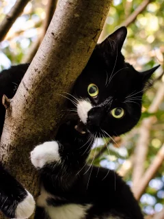 green, white, black, brown, cat, leaves, tree, top, branches