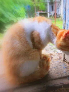 кот, рыжий
