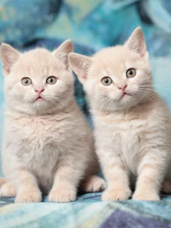котята, дуэт, британцы, порода
