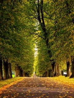 лес, grass, forest, autumn, trees, hdr, park, leaves, walk, road, fallen, park, green, nature, landscapes, trees, forest, trail, woods, leaves, fence, sunrise, see, dark, summer, wide