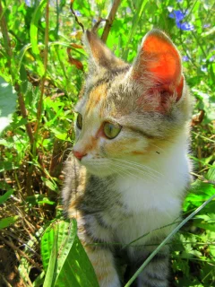 кошка, трава