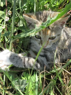 кошка, трава