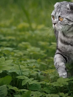 кошка, взгляд, портрет, мордочка