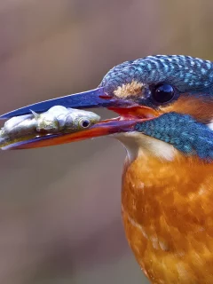 птичка, птица