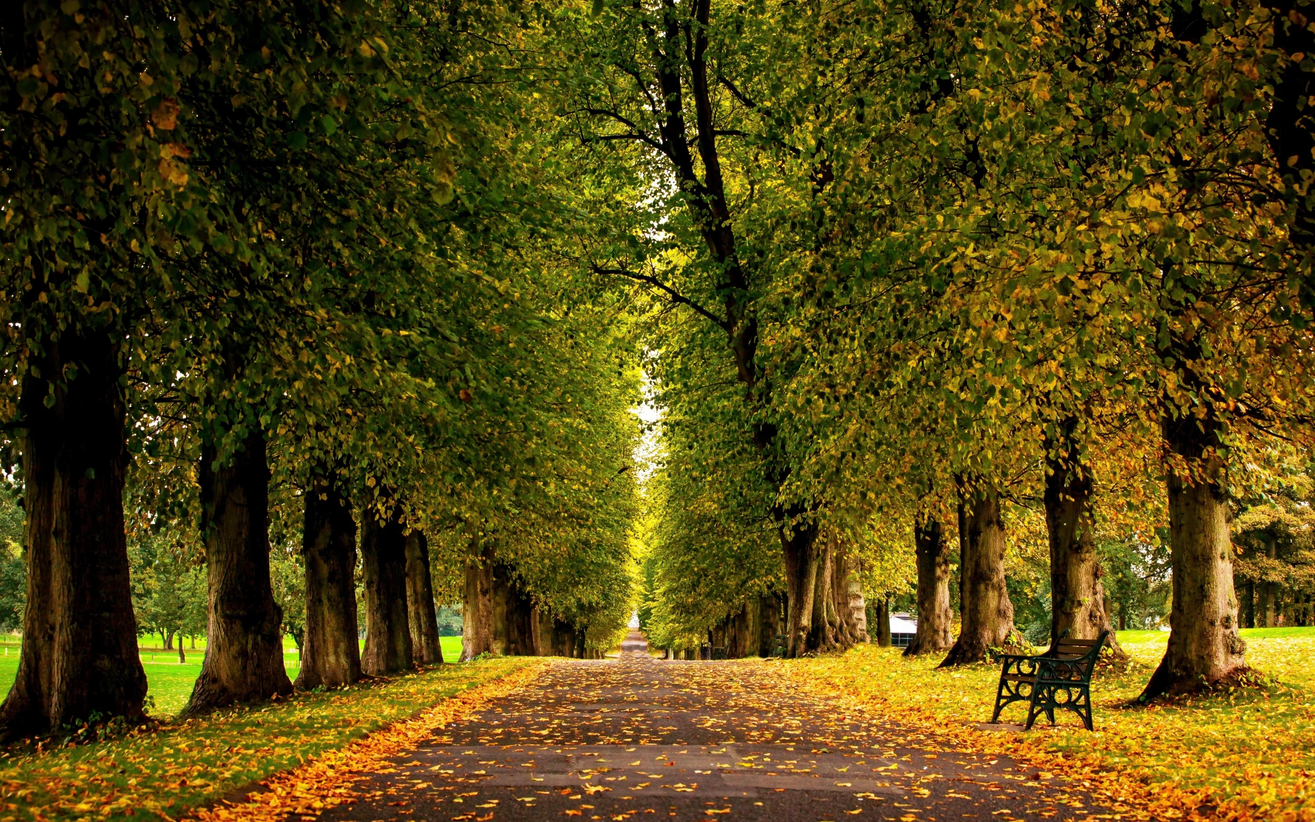 лес, grass, forest, autumn, trees, hdr, park, leaves, walk, road, fallen, park, green, nature, landscapes, trees, forest, trail, woods, leaves, fence, sunrise, see, dark, summer, wide