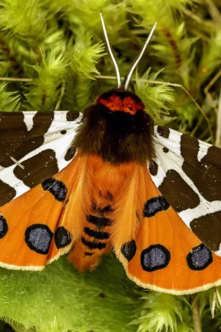 мотылёк, garden tiger, great tiger moth