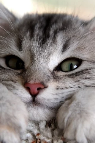 кошка, глаза, кот, взгляд, серый, лапы, уши, смотрит