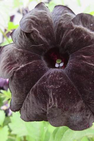 петуния, цветы