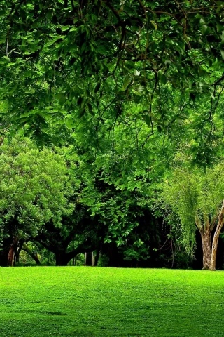 лес, trees, meadow, forest, path, moss, fallen, park, green, nature, landscapes, trees, forest, trail, woods, leaves, fence, sunrise, see, dark, summer, wide