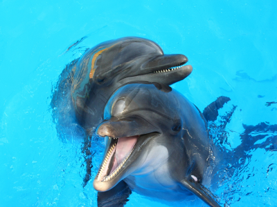 вода, пара, дельфины