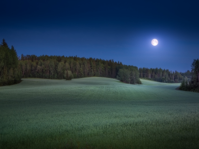 луна, ночь, поле, пейзаж, небо, лес, природа, деревья