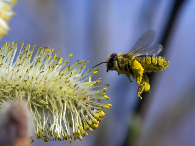 цветок, полет, пчела