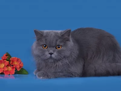 кот, цветы, серый, порода, британец