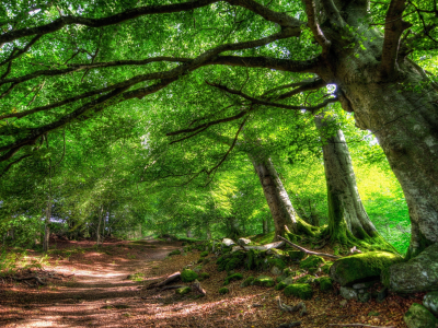 лес, дерево, tree, forest, path, moss, fallen, park, green, nature, landscapes, trees, forest, trail, woods, leaves, fence, sunrise, see, dark, summer, wide