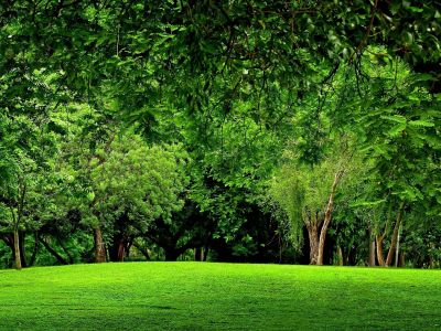 лес, trees, meadow, forest, path, moss, fallen, park, green, nature, landscapes, trees, forest, trail, woods, leaves, fence, sunrise, see, dark, summer, wide