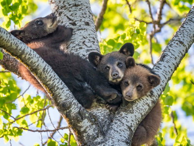 дерево, медведи, медвежата, на дереве, троица