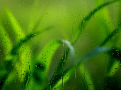трава, стекло, дождь, капли