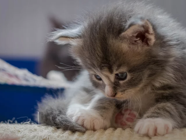 котёнок, малыш, лапки, мейнкун