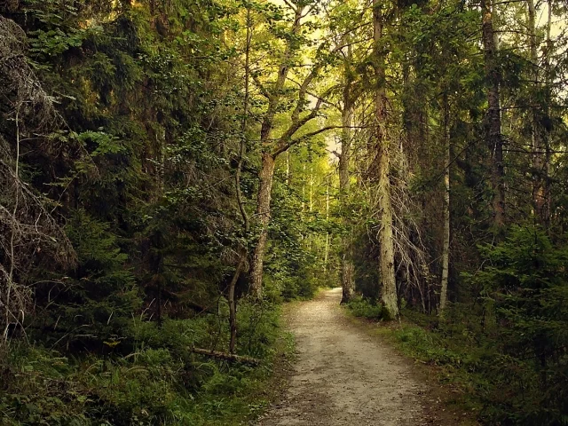 лес, forest, path, rays, green, nature, landscapes, trees, forest, trail, woods, leaves, fence, sunrise, sun, summer, wide