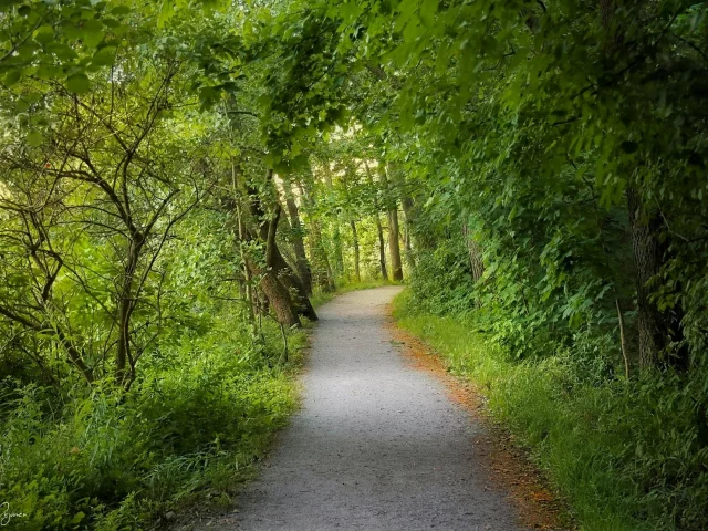 лес, forest, evening, walk, green, nature, landscapes, trees, forest, woods, leaves, fence, sunrise, sun, summer, wide