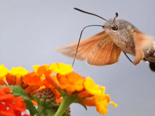 цветы, мотылёк