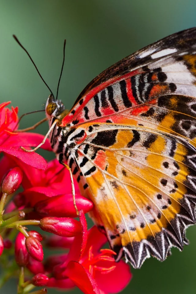 цветок, крылья, cethosia hypsea, мотылек, бабочка