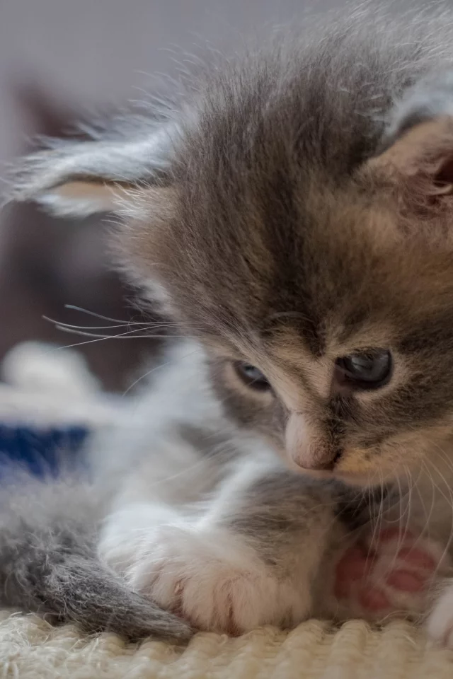 котёнок, малыш, лапки, мейнкун