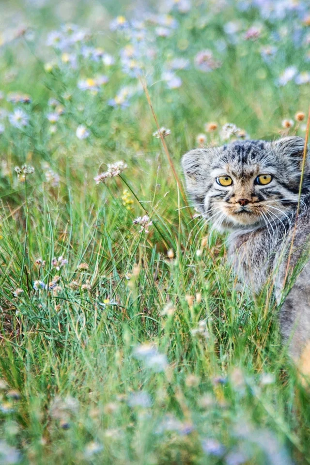 цветы, степь, маленький, луг, котёнок, манул