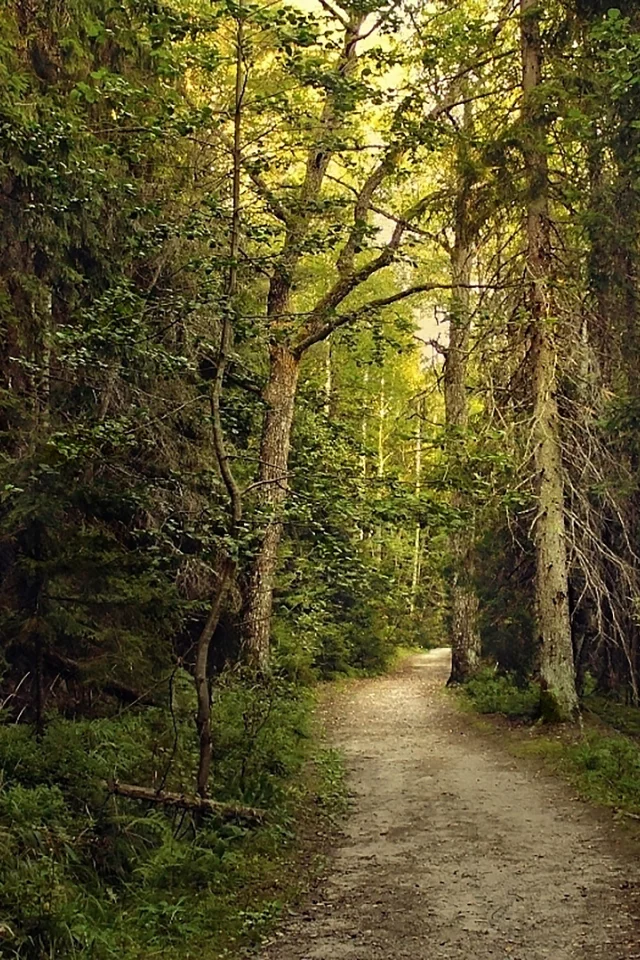 лес, forest, path, rays, green, nature, landscapes, trees, forest, trail, woods, leaves, fence, sunrise, sun, summer, wide