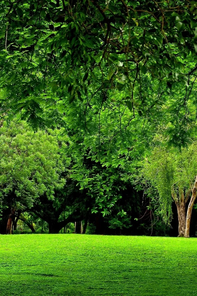 лес, trees, meadow, forest, path, moss, fallen, park, green, nature, landscapes, trees, forest, trail, woods, leaves, fence, sunrise, see, dark, summer, wide