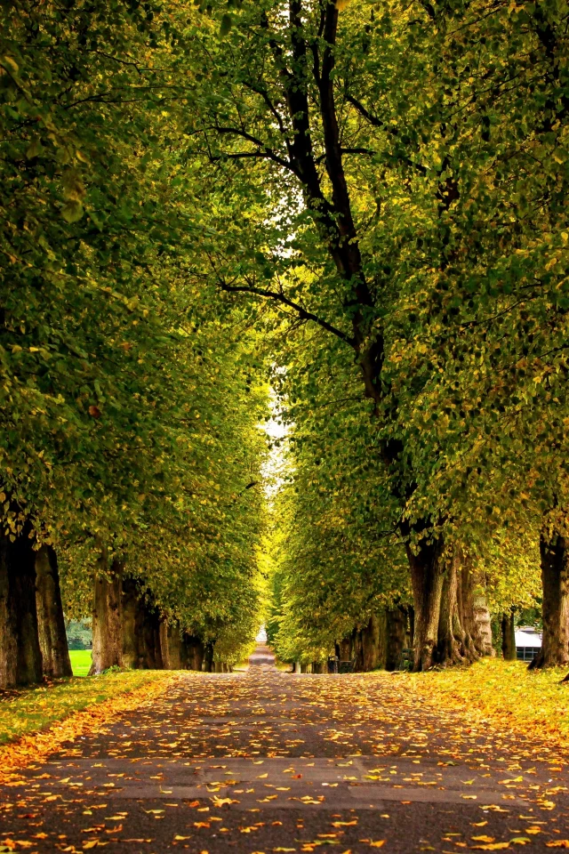 лес, grass, forest, autumn, trees, hdr, park, leaves, walk, road, fallen, park, green, nature, landscapes, trees, forest, trail, woods, leaves, fence, sunrise, see, dark, summer, wide