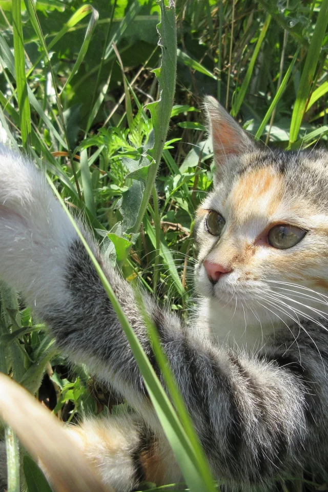 кошка, трава