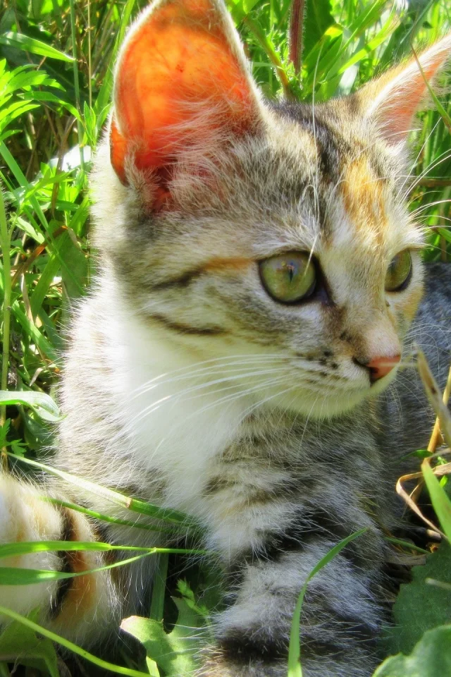кошка, луг