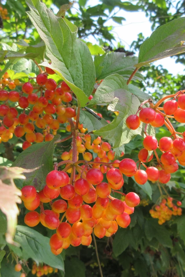 калина, листья