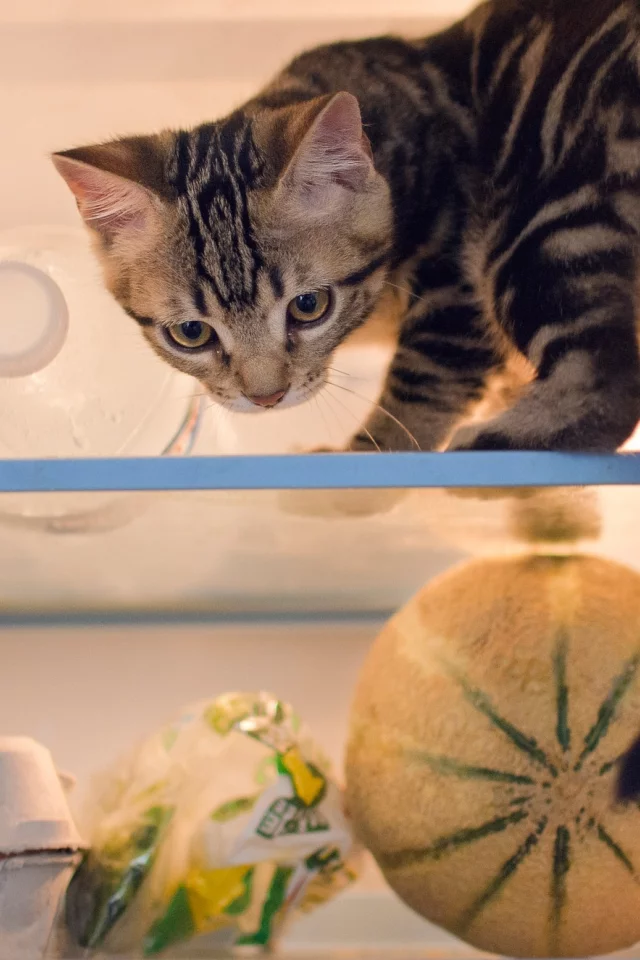 кошка, холодильник, котёнок, продукты, проказник